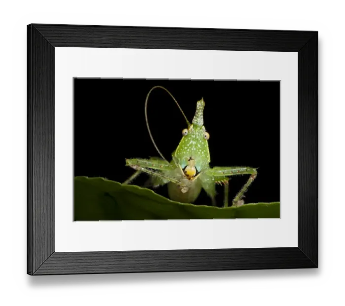 Framed Print : Spine-headed Katydid Nymph (Copiphora gracillis?), Yasuni National Park, Amazon Rainforest, ECUADOR Framed Print : Spine-headed Katydid Nymph (Copiphora gracillis?), Yasuni National Park, Amazon Rainforest, ECUADOR