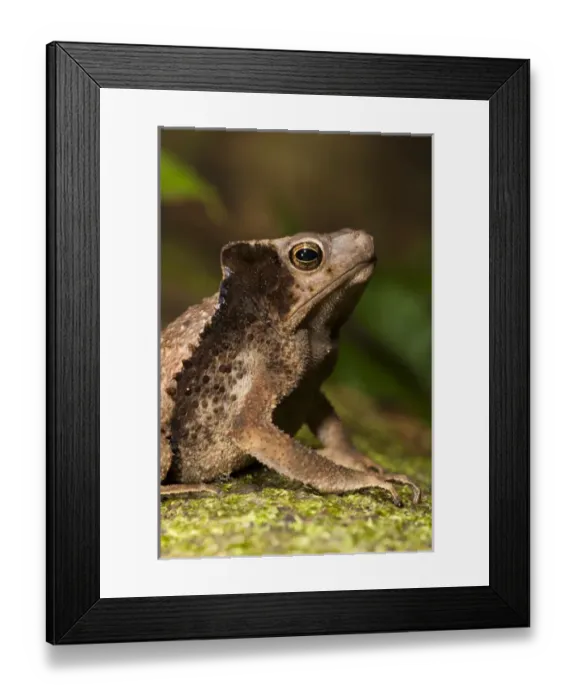 Framed Print : South American Crested Toad (Rhinella sp. ), Yasuni National Park, Amazon Rainforest, ECUADOR