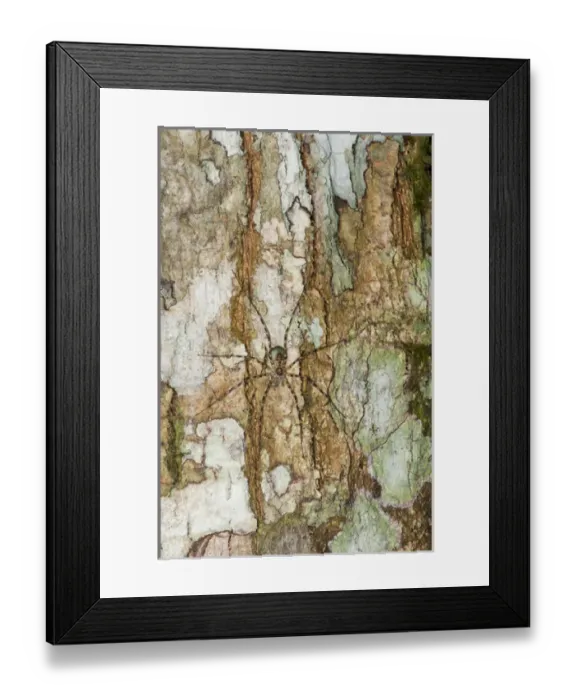 Framed Print : Spider with Egg Case (Arachnidae), Yasuni National Park, Amazon Rainforest, ECUADOR Framed Print : Spider with Egg Case (Arachnidae), Yasuni National Park, Amazon Rainforest, ECUADOR