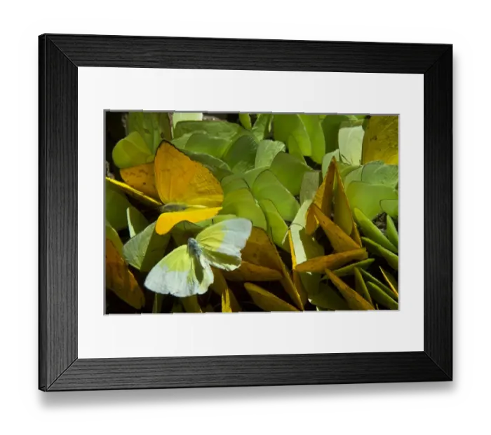 Framed Print : Sulfur Butterflies on mineral lick (Phoebis sp. ), Yasuni National Park, Amazon Rainforest Framed Print : Sulfur Butterflies on mineral lick (Phoebis sp. ), Yasuni National Park, Amazon Rainforest