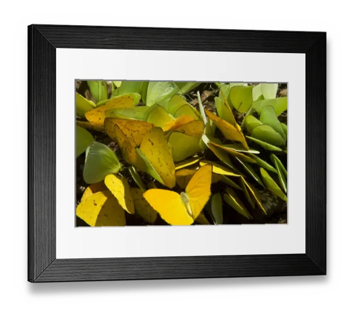 Framed Print : Sulfur Butterflies on mineral lick (Phoebis sp. ), Yasuni National Park, Amazon Rainforest