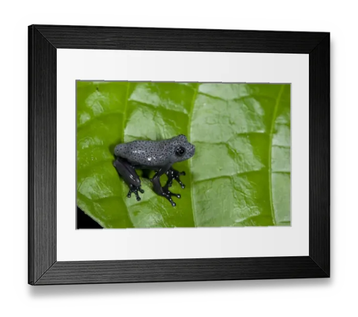 Framed Print : Tree Frog (Hypsiboas geographicus) juvenile, Yasuni National Park, Amazon Rainforest, ECUADOR Framed Print : Tree Frog (Hypsiboas geographicus) juvenile, Yasuni National Park, Amazon Rainforest, ECUADOR