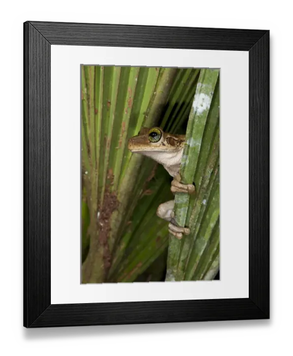 Framed Print : Tree Frog (Osteocephalus taurinus), Yasuni National Park, Amazon Rainforest, ECUADOR
