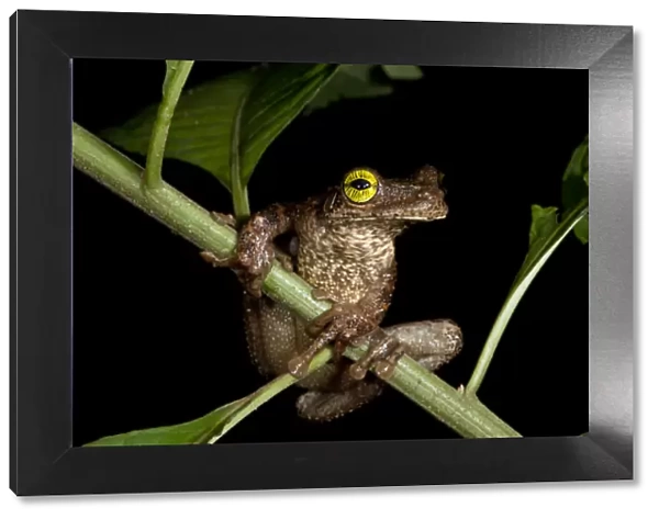 Tree Frog (Osteocephalus taurinus), Yasuni National Park, Amazon Rainforest. ECUADOR