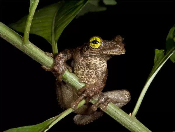 Tree Frog (Osteocephalus taurinus), Yasuni National Park, Amazon Rainforest. ECUADOR