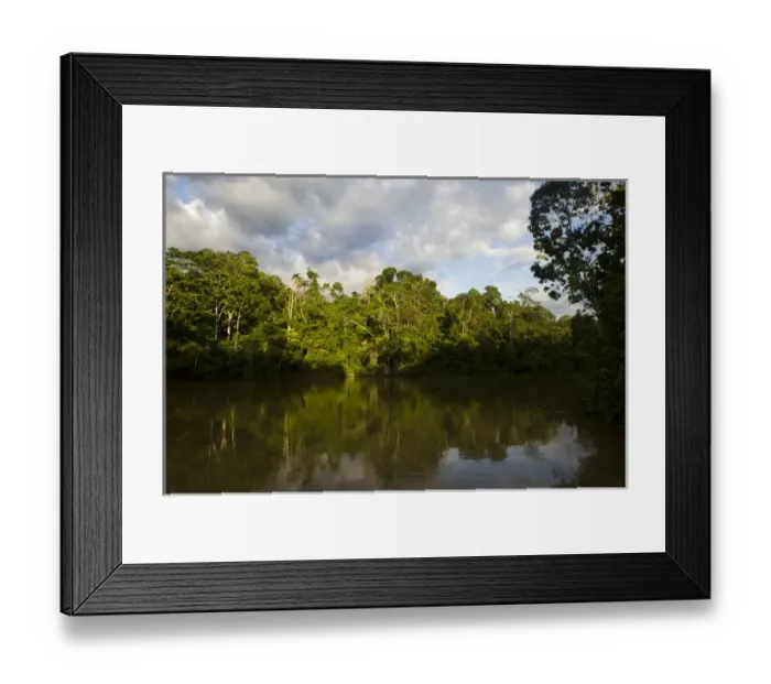 Framed Print : Tiputini River Scenic, Yasuni National Park, Amazon Rainforest, ECUADOR. South America Framed Print : Tiputini River Scenic, Yasuni National Park, Amazon Rainforest, ECUADOR. South America