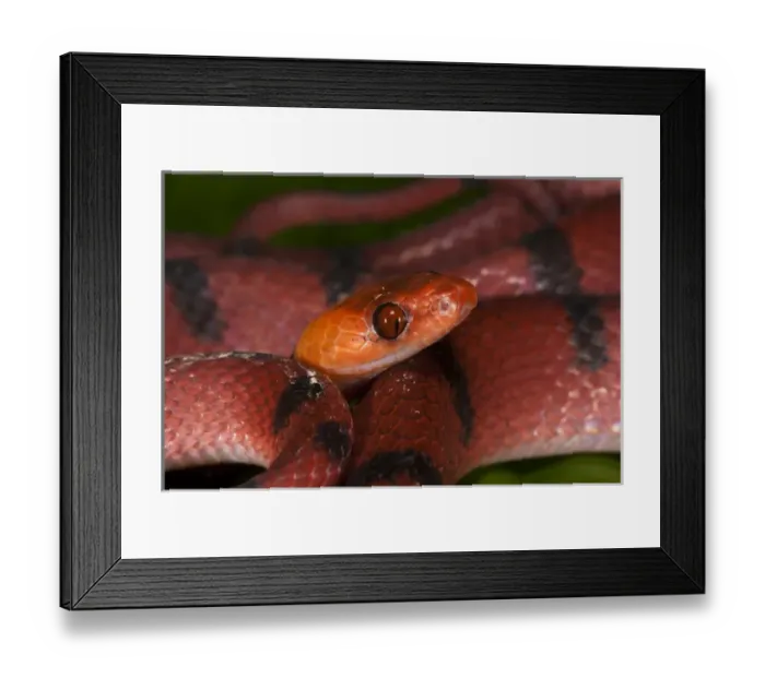 Framed Print : Tropical Flat Snake (Siphlophis compressus), Yasuni National Park, Amazon Rainforest, ECUADOR