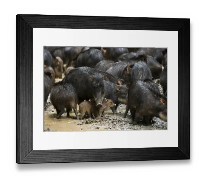 Framed Print : White-lipped Peccary (Tayassu pecari) at saltlick, Yasuni National Park, Amazon Rainforest, ECUADOR Framed Print : White-lipped Peccary (Tayassu pecari) at saltlick, Yasuni National Park, Amazon Rainforest, ECUADOR