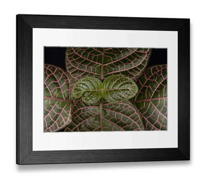 Framed Print : Understory Plants, Yasuni National Park, Amazon Rainforest ECUADOR. South America Framed Print : Understory Plants, Yasuni National Park, Amazon Rainforest ECUADOR. South America