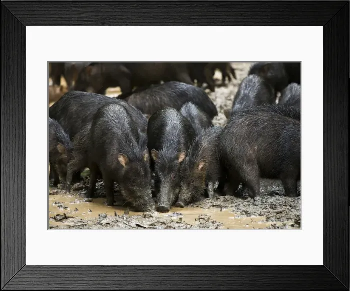 Framed Print : White-lipped Peccary (Tayassu pecari) at saltlick, Yasuni National Park, Amazon Rainforest, ECUADOR Framed Print : White-lipped Peccary (Tayassu pecari) at saltlick, Yasuni National Park, Amazon Rainforest, ECUADOR