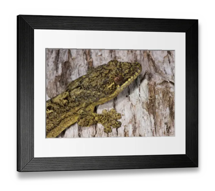 Framed Print : Turnip-tailed Gecko (Thecadactylus solimoensis), Yasuni National Park, Amazon Rainforest, ECUADOR