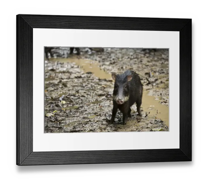 Framed Print : White-lipped Peccary (Tayassu pecari) at saltlick, Yasuni National Park, Amazon Rainforest, ECUADOR