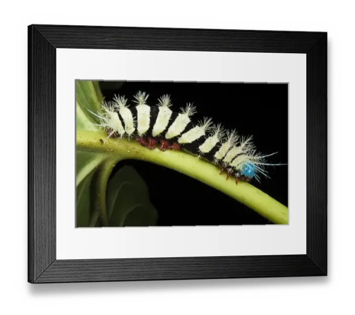 Framed Print : Wild Silk Moth Caterpillar (Saturniidae), Yasuni National Park, Amazon Rainforest, ECUADOR Framed Print : Wild Silk Moth Caterpillar (Saturniidae), Yasuni National Park, Amazon Rainforest, ECUADOR
