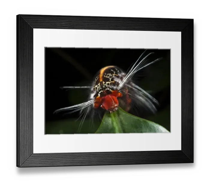 Framed Print : Wild Silk Moth Caterpillar (Saturniidae), Yasuni National Park, Amazon Rainforest, ECUADOR