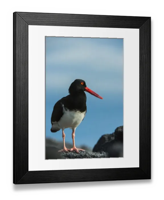 Framed Print : American Oystercatcher (Haematopus palliatus galapagensis) GALAPAGOS ISLANDS Framed Print : American Oystercatcher (Haematopus palliatus galapagensis) GALAPAGOS ISLANDS