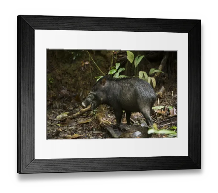 Framed Print : White-lipped Peccary (Tayassu pecari) at saltlick, Yasuni National Park, Amazon Rainforest, ECUADOR Framed Print : White-lipped Peccary (Tayassu pecari) at saltlick, Yasuni National Park, Amazon Rainforest, ECUADOR