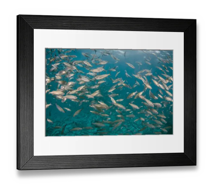 Framed Print : Black Striped Salema (Xenocys jessiae) Central Isles GALAPAGOS ISLANDS