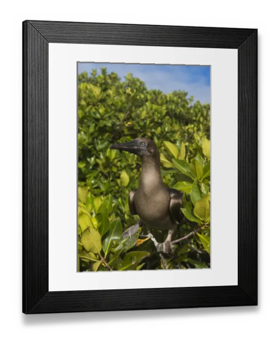 Framed Print : Red-footed Booby (Sula sula websteri) juvenile GALAPAGOS ISLANDS