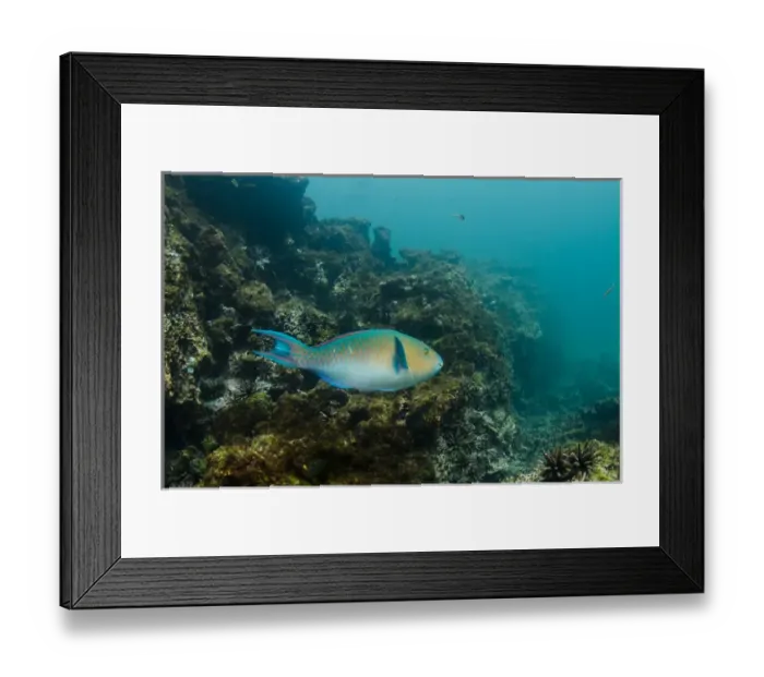 Framed Print : Blue-chin Parrotfish (Scarus ghobban) GALAPAGOS ISLANDS, Ecuador, South America Framed Print : Blue-chin Parrotfish (Scarus ghobban) GALAPAGOS ISLANDS, Ecuador, South America