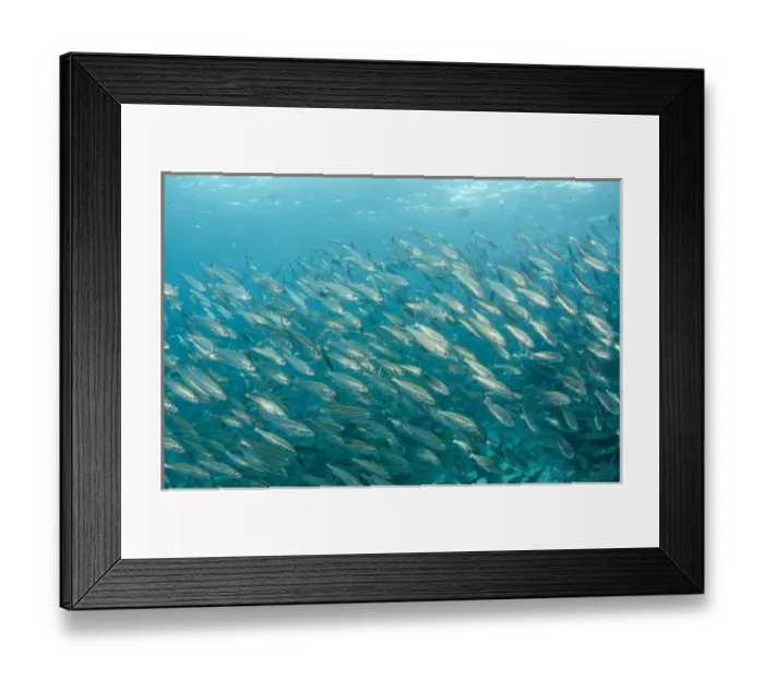 Framed Print : Black Striped Salema (Xenocys jessiae) Central Isles GALAPAGOS ISLANDS