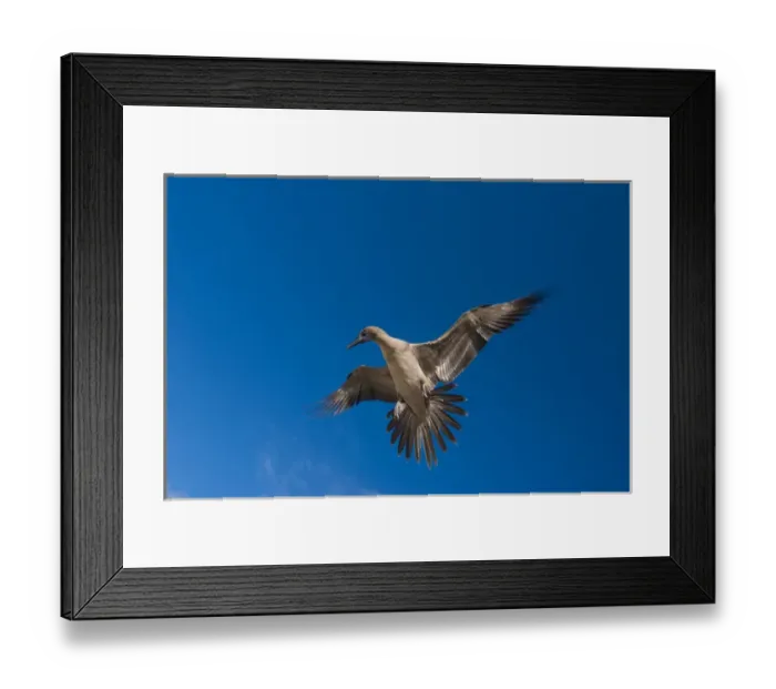 Framed Print : Red-footed Booby (Sula sula websteri) juvenile GALAPAGOS ISLANDS