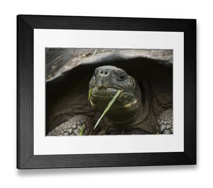 Framed Print : Galapagos Giant Tortoise (Chelonoidis nigra) Santa Cruz Island GALAPAGOS ISLANDS Framed Print : Galapagos Giant Tortoise (Chelonoidis nigra) Santa Cruz Island GALAPAGOS ISLANDS