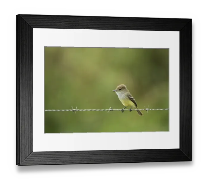 Framed Print : Galapagos Flycatcher (Myriarchus magnirostris) GALAPAGOS ISLANDS Framed Print : Galapagos Flycatcher (Myriarchus magnirostris) GALAPAGOS ISLANDS