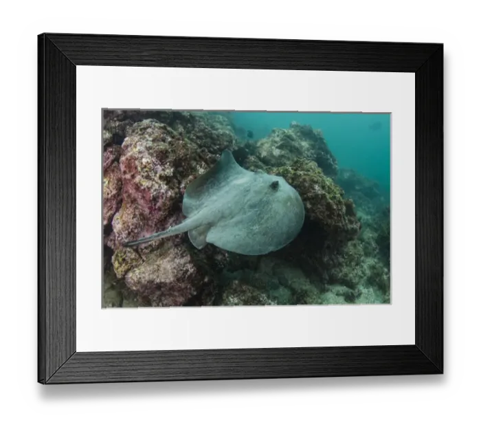 Framed Print : Diamond Stingray (Dasyatis brevis) GALAPAGOS ISLANDS, Ecuador, South America Framed Print : Diamond Stingray (Dasyatis brevis) GALAPAGOS ISLANDS, Ecuador, South America
