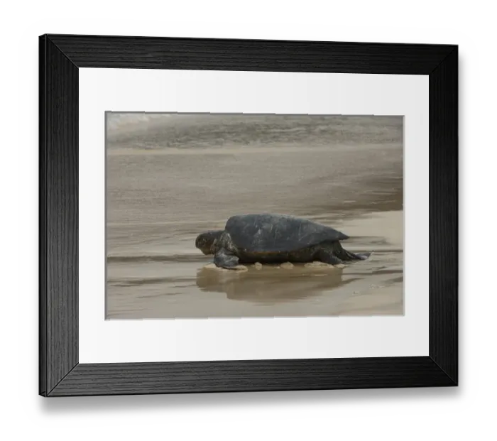 Framed Print : Galapagos Green Sea Turtle (Chelonia mydas agassizi) Nesting Female Floreana Island Framed Print : Galapagos Green Sea Turtle (Chelonia mydas agassizi) Nesting Female Floreana Island
