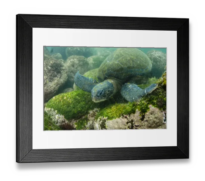 Framed Print : Galapagos Green Sea Turtle (Chelonia mydas agassizi) underwater GALAPAGOS ISLANDS