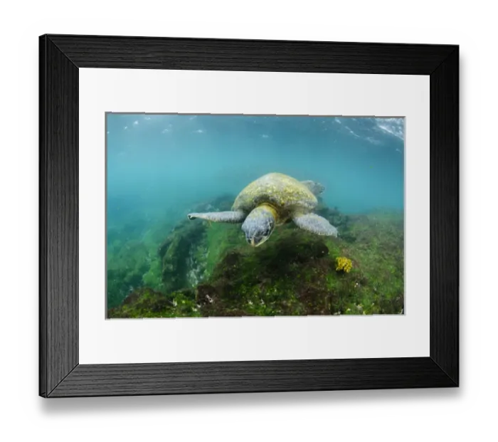 Framed Print : Galapagos Green Sea Turtle (Chelonia mydas agassizi) underwater GALAPAGOS ISLANDS