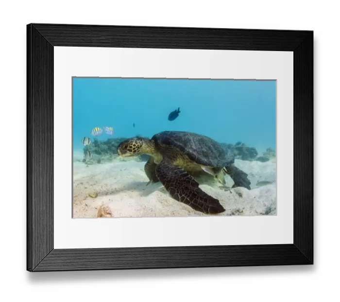Framed Print : Galapagos Green Sea Turtle (Chelonia mydas agassizi) underwater GALAPAGOS ISLANDS