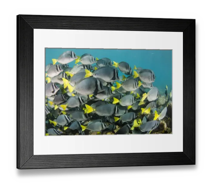 Framed Print : Yellowtailed Surgeonfish (Prionurus laticlavus) GALAPAGOS ISLANDS