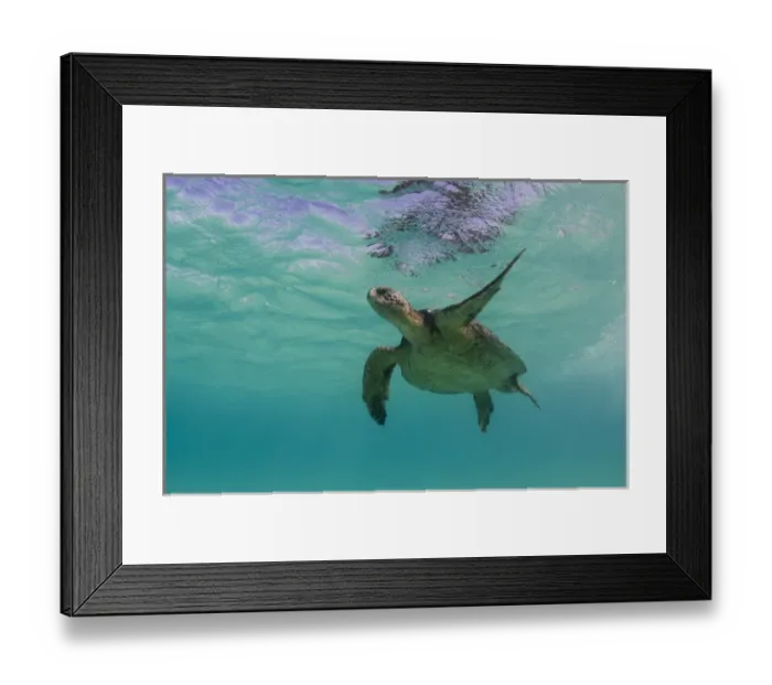 Framed Print : Galapagos Green Sea Turtle (Chelonia mydas agassizi) underwater GALAPAGOS ISLANDS Framed Print : Galapagos Green Sea Turtle (Chelonia mydas agassizi) underwater GALAPAGOS ISLANDS