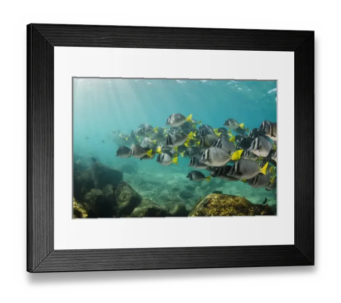 Framed Print : Yellowtailed Surgeonfish (Prionurus laticlavus) GALAPAGOS ISLANDS Framed Print : Yellowtailed Surgeonfish (Prionurus laticlavus) GALAPAGOS ISLANDS