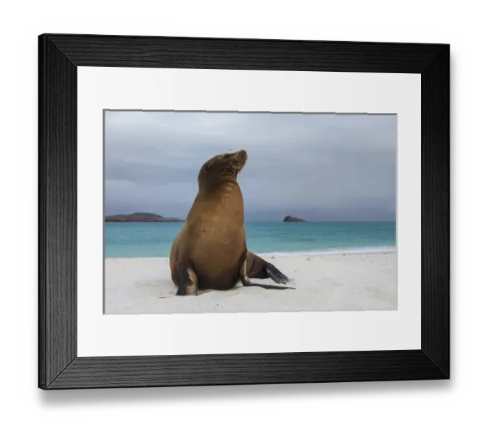 Framed Print : Galapagos Sealions (Zalophus wollebaeki) Gardner Bay, Espanola or Hood Island