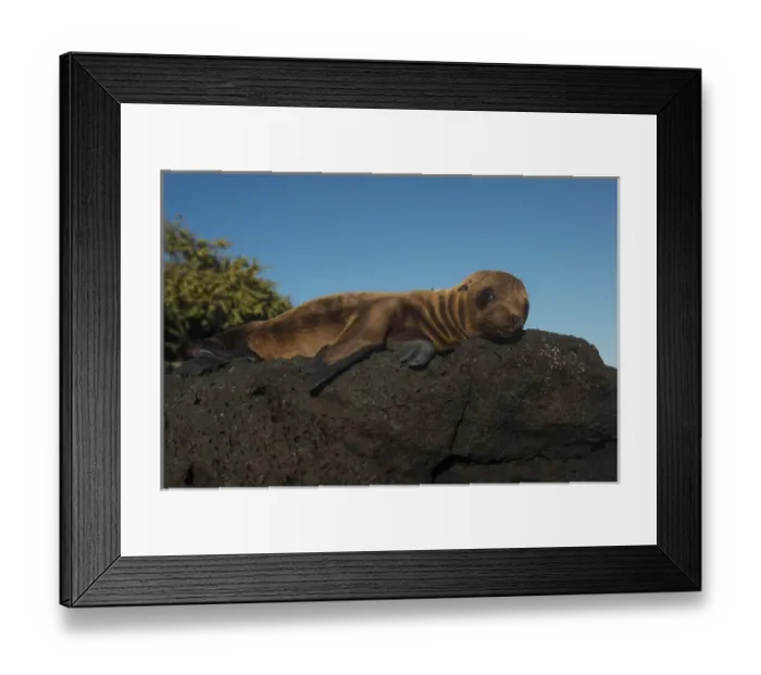 Framed Print : Galapagos Sealion Pup (Zalophus wollebaeki) GALAPAGOS, ECUADOR. South America Framed Print : Galapagos Sealion Pup (Zalophus wollebaeki) GALAPAGOS, ECUADOR. South America