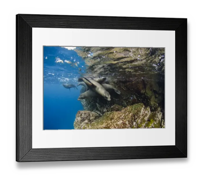 Framed Print : Galapagos Sealion (Zalophus wollebaeki) underwater GALAPAGOS, ECUADOR Framed Print : Galapagos Sealion (Zalophus wollebaeki) underwater GALAPAGOS, ECUADOR