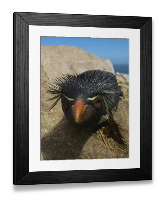 Framed Print : Falkland Islands. Close-up of rockhopper penguin Framed Print : Falkland Islands. Close-up of rockhopper penguin