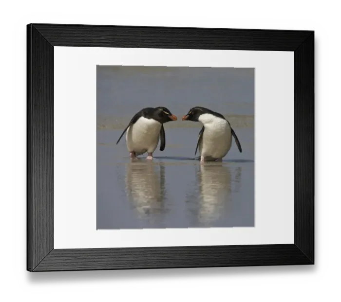 Framed Print : Falkland Islands. Rockhopper penguins on beach Framed Print : Falkland Islands. Rockhopper penguins on beach