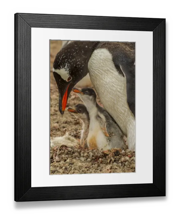 Framed Print : South America, Falkland Islands, Saunders Island. Gentoo penguin adult with chicks Framed Print : South America, Falkland Islands, Saunders Island. Gentoo penguin adult with chicks