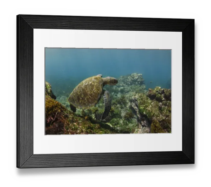 Framed Print : Galapagos Green Sea Turtle (Chelonia mydas agassizi) underwater GALAPAGOS ISLANDS Framed Print : Galapagos Green Sea Turtle (Chelonia mydas agassizi) underwater GALAPAGOS ISLANDS