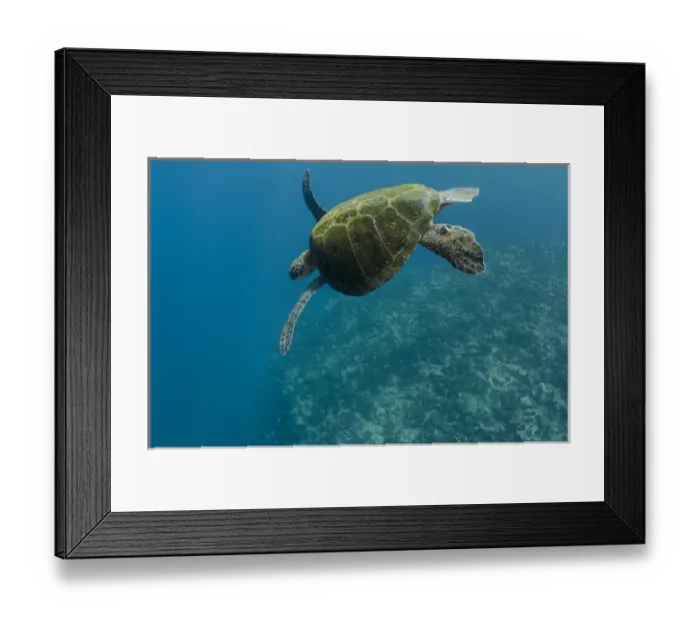 Framed Print : Galapagos Green Sea Turtle (Chelonia mydas agassizi) underwater GALAPAGOS ISLANDS Framed Print : Galapagos Green Sea Turtle (Chelonia mydas agassizi) underwater GALAPAGOS ISLANDS