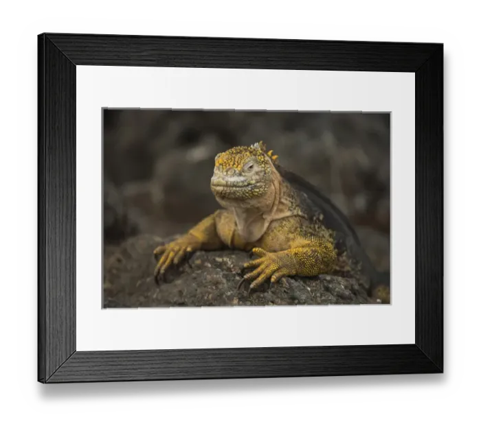 Framed Print : Galapagos Land Iguana(Conolophus subcristatus) South Plaza Island Framed Print : Galapagos Land Iguana(Conolophus subcristatus) South Plaza Island