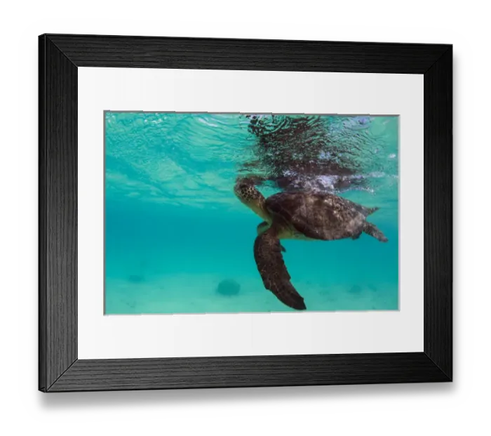 Framed Print : Galapagos Green Sea Turtle (Chelonia mydas agassizi) underwater GALAPAGOS ISLANDS