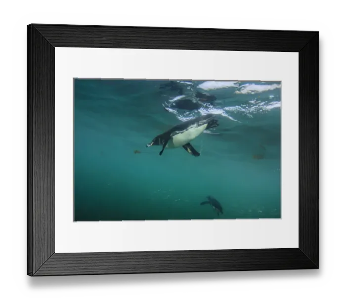 Framed Print : Galapagos Penguin (Spheniscus mendiculus) GALAPAGOS ISLANDS, ECUADOR Framed Print : Galapagos Penguin (Spheniscus mendiculus) GALAPAGOS ISLANDS, ECUADOR