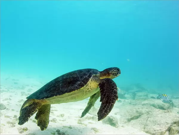 Galapagos Green Sea Turtle (Chelonia mydas agassizi) underwater GALAPAGOS ISLANDS