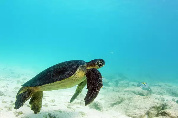 Galapagos Green Sea Turtle (Chelonia mydas agassizi) underwater GALAPAGOS ISLANDS