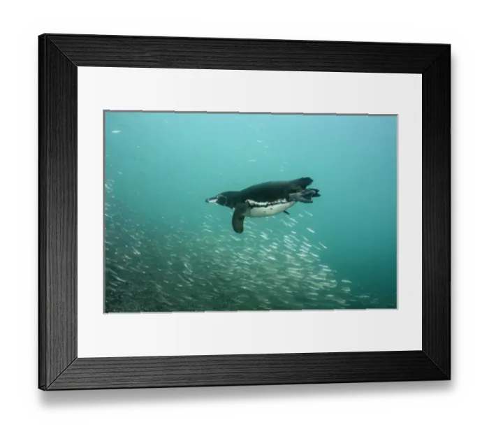 Framed Print : Galapagos Penguin (Spheniscus mendiculus) GALAPAGOS ISLANDS, ECUADOR Framed Print : Galapagos Penguin (Spheniscus mendiculus) GALAPAGOS ISLANDS, ECUADOR