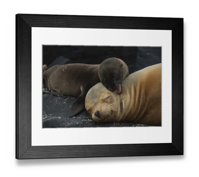 Framed Print : Galapagos Sealion (Zalophus wollebaeki) Mother & new pup GALAPAGOS, ECUADOR Framed Print : Galapagos Sealion (Zalophus wollebaeki) Mother & new pup GALAPAGOS, ECUADOR